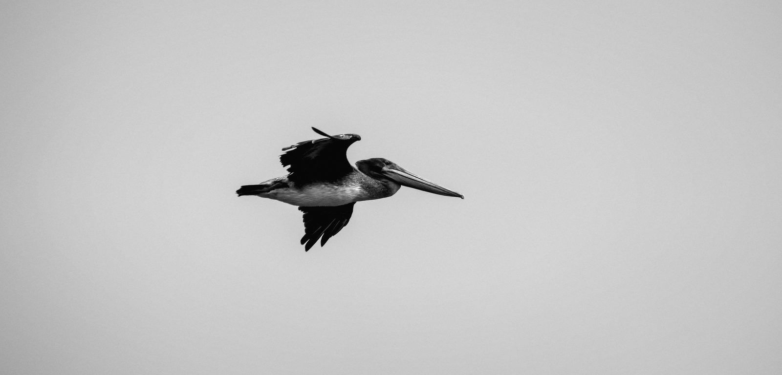 A brown pelican gliding across an overcast sky